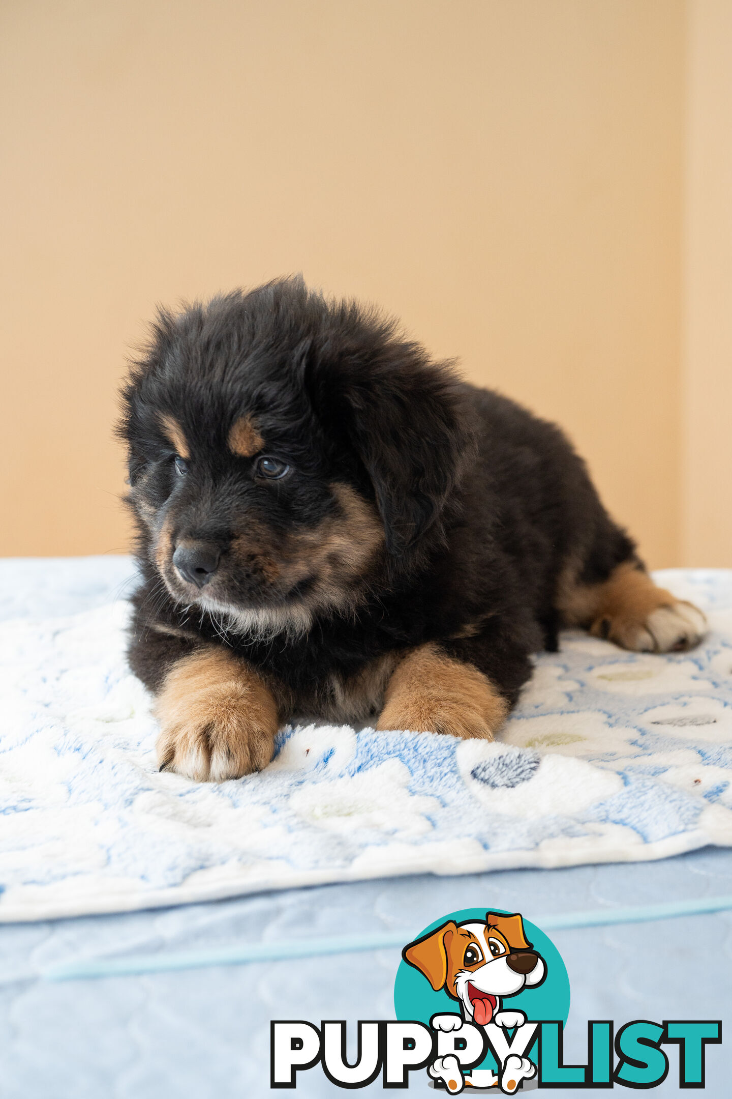 Bernese mountain dog x Finnish lapphund