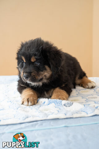 Bernese mountain dog x Finnish lapphund