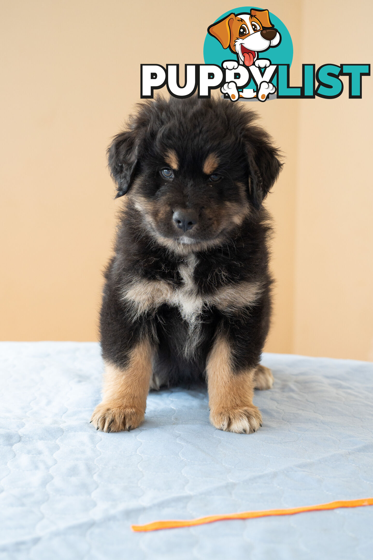Bernese mountain dog x Finnish lapphund