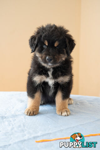 Bernese mountain dog x Finnish lapphund
