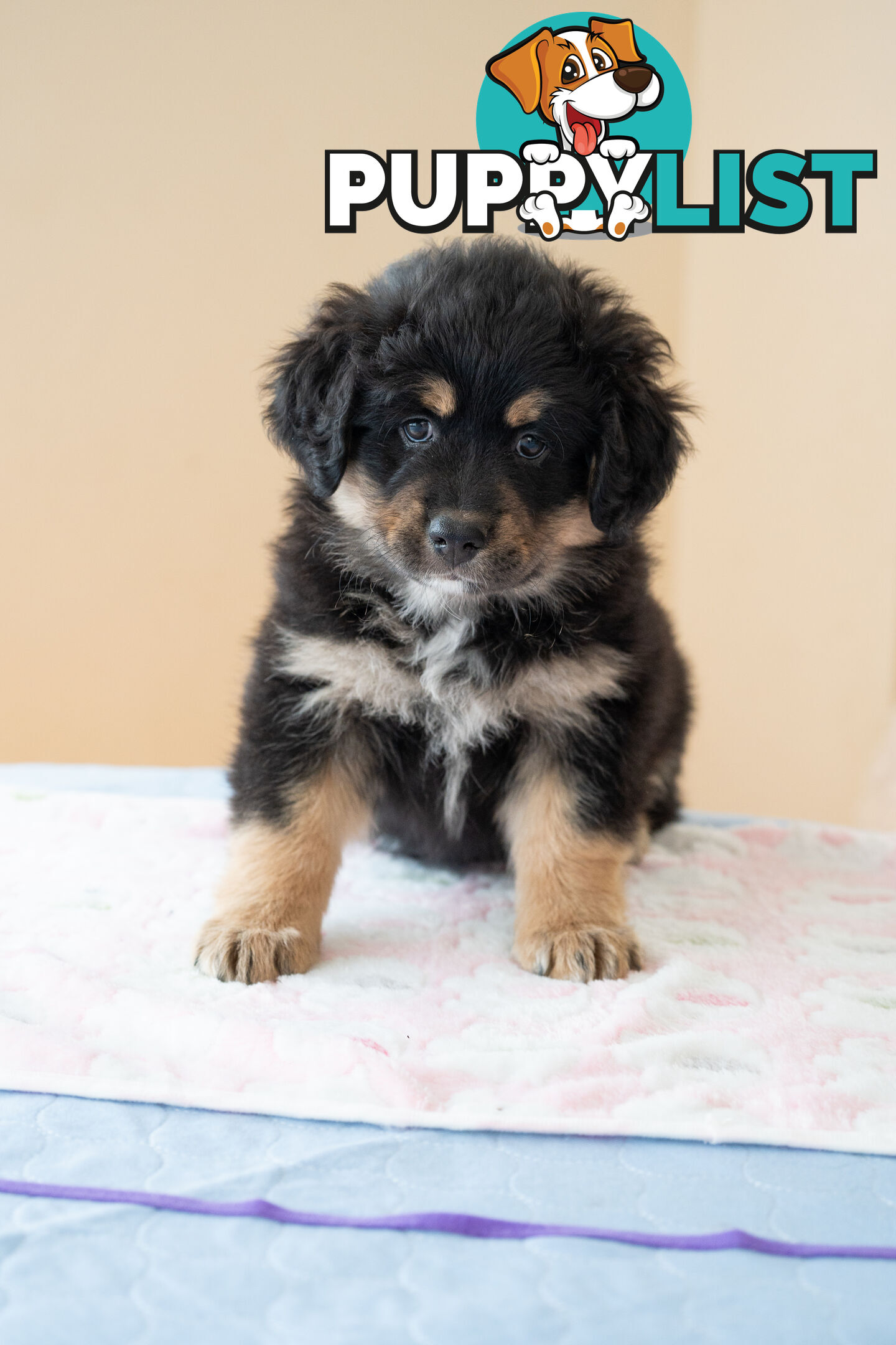 Bernese mountain dog x Finnish lapphund