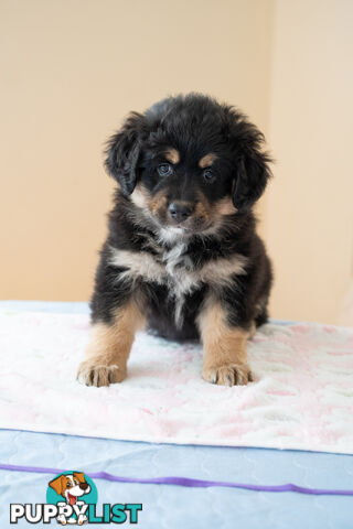 Bernese mountain dog x Finnish lapphund