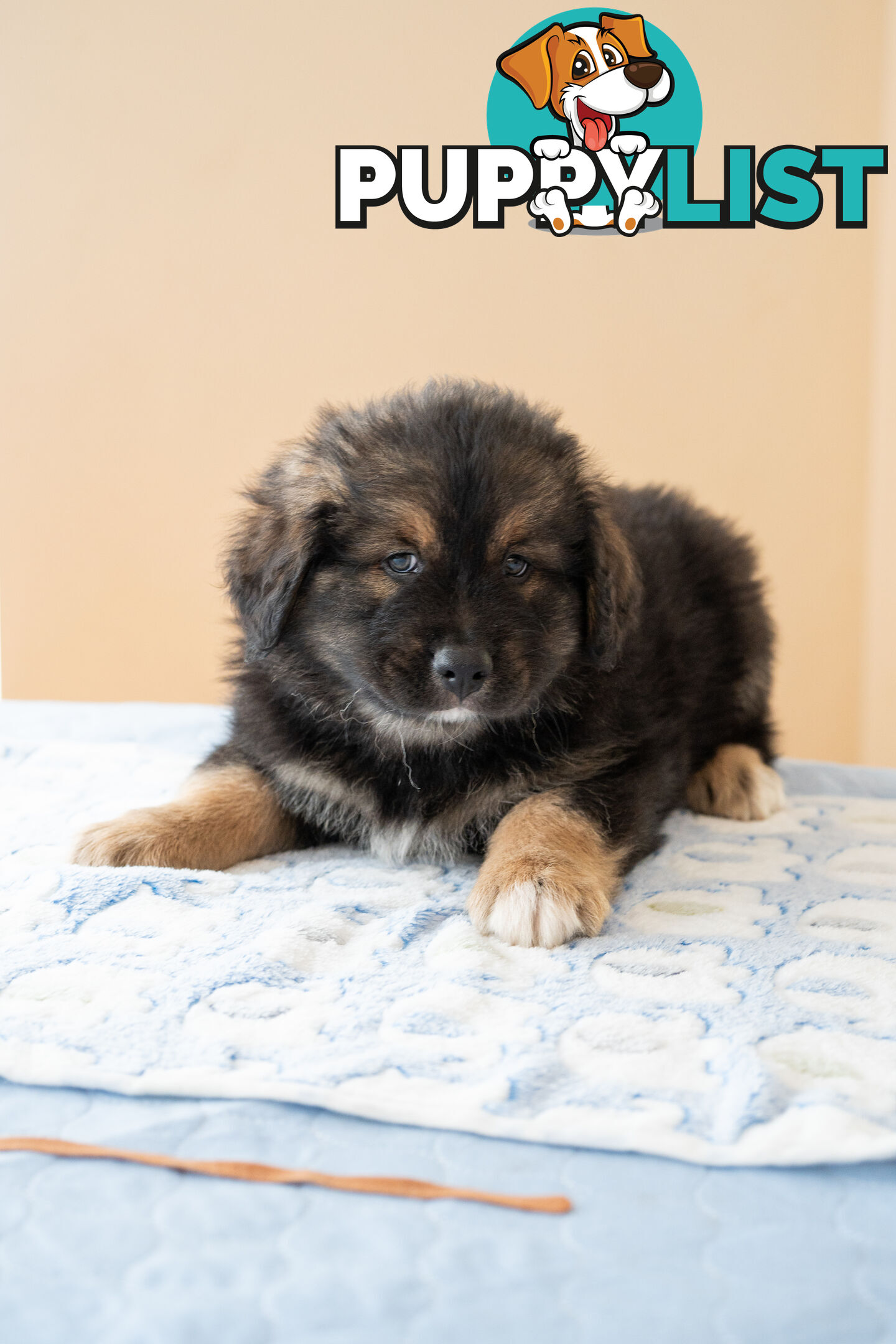 Bernese mountain dog x Finnish lapphund