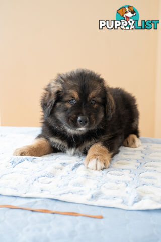 Bernese mountain dog x Finnish lapphund