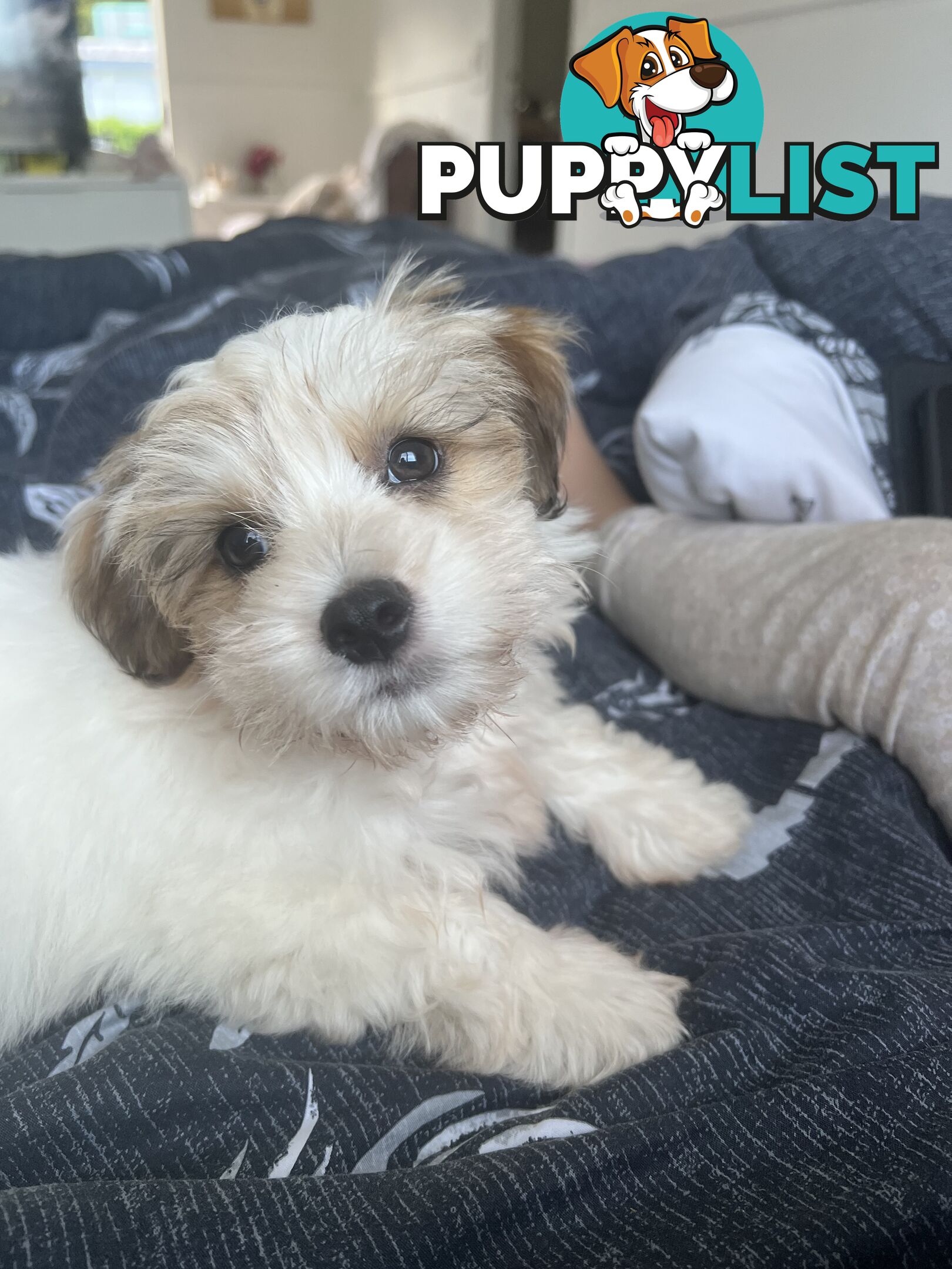 Maltese shitzu puppy - 16 weeks old - toilet trained - male