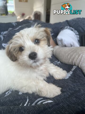 Maltese shitzu puppy - 16 weeks old - toilet trained - male