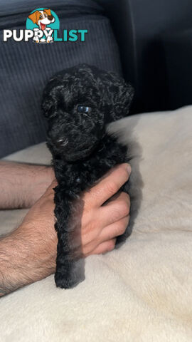 Pure Bred Miniture Poodles