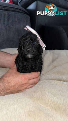 Pure Bred Miniture Poodles