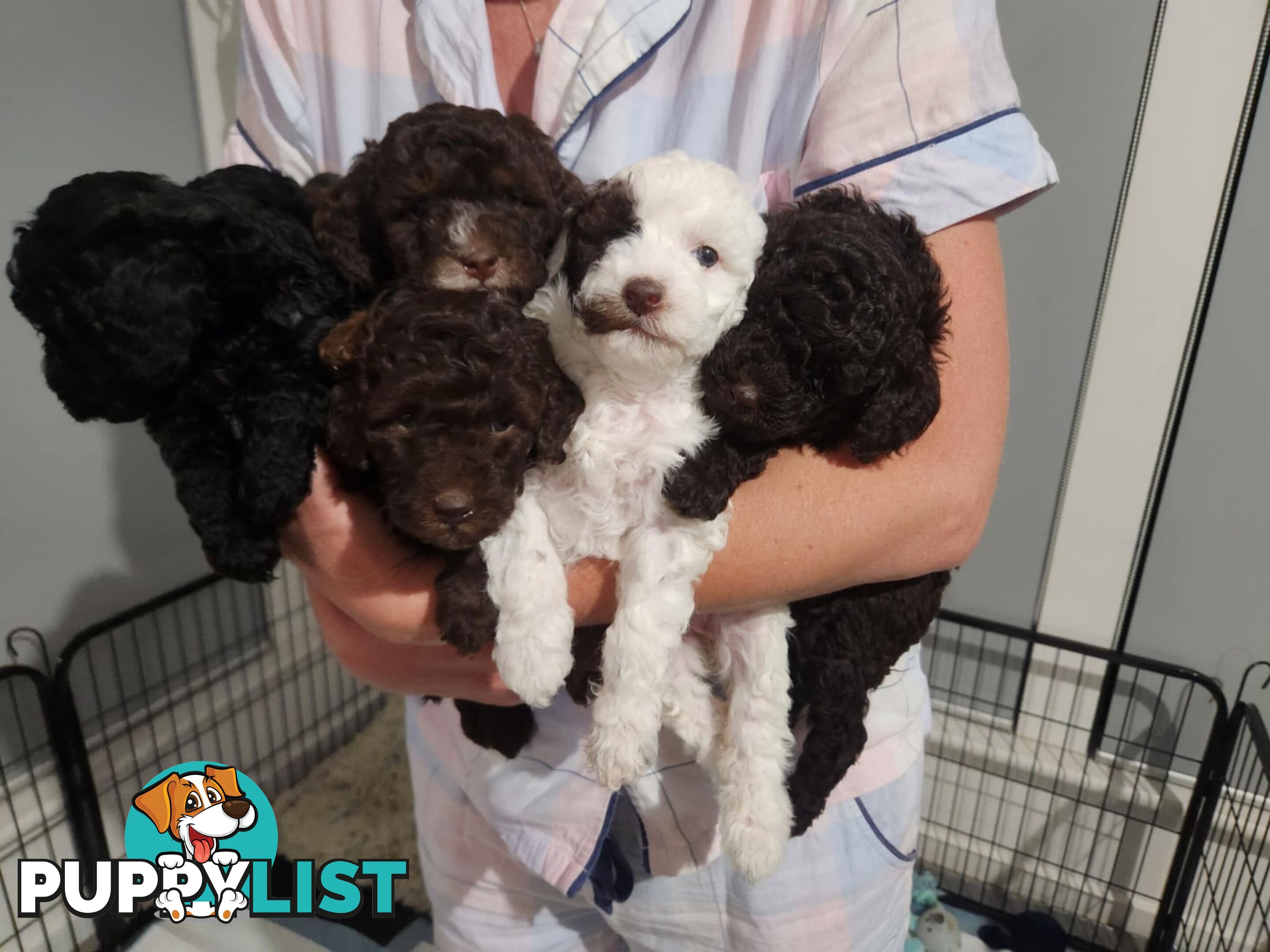 Pure Bred Miniture Poodles