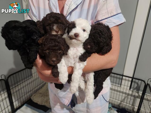 Pure Bred Miniture Poodles