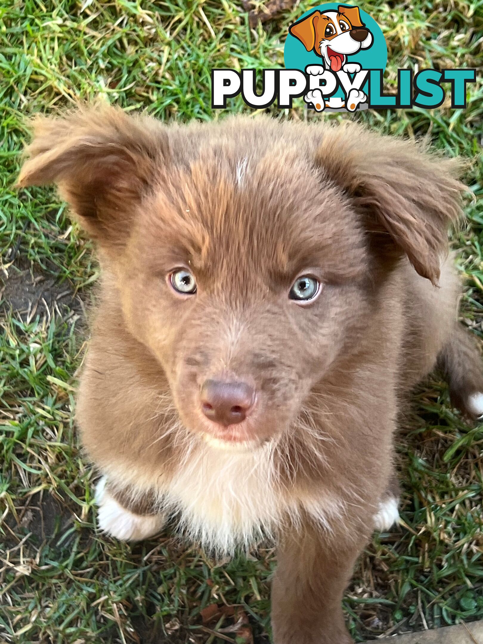 Pure Bred Border Collie - 9 Week OLD, ready to GO