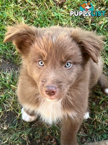 Pure Bred Border Collie Puppies - 9 Week OLD, ready to GO