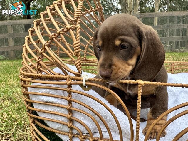 Gorgeous Chocolate Mini Dachshunds