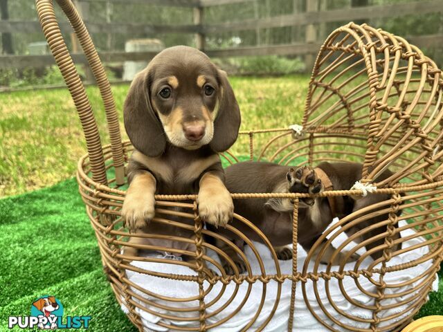 Gorgeous Chocolate Mini Dachshunds