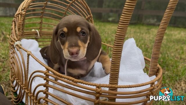 Gorgeous Chocolate Mini Dachshunds