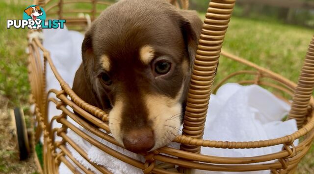 Gorgeous Chocolate Mini Dachshunds