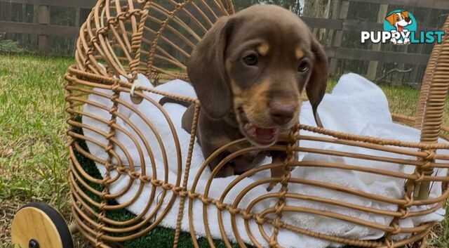 Gorgeous Chocolate Mini Dachshunds