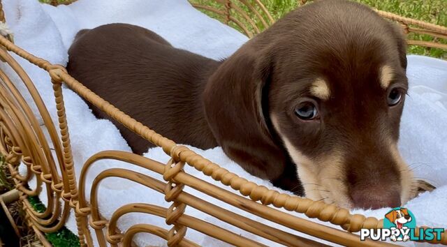 Gorgeous Chocolate Mini Dachshunds