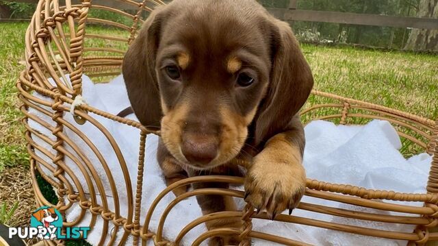 Gorgeous Chocolate Mini Dachshunds