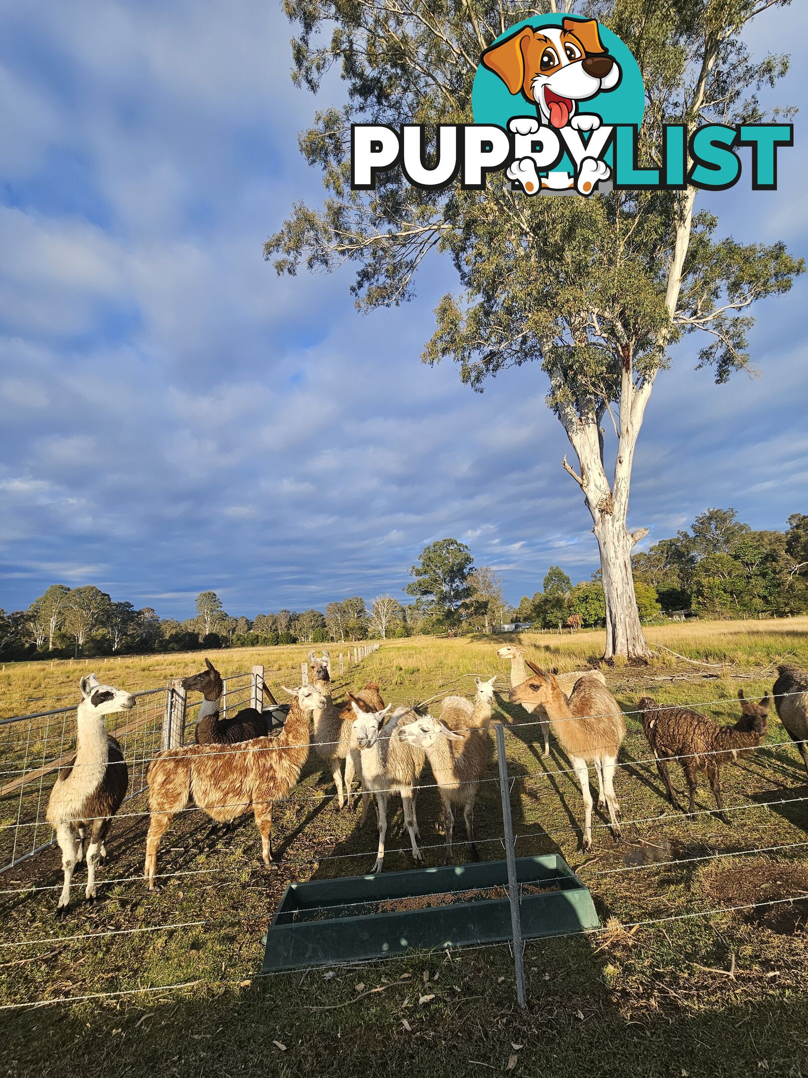 Llamas for sale