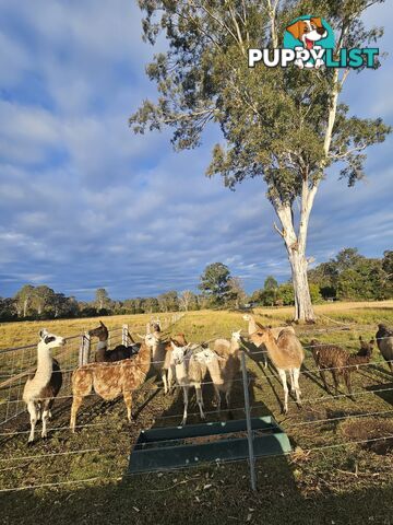 Llamas for sale