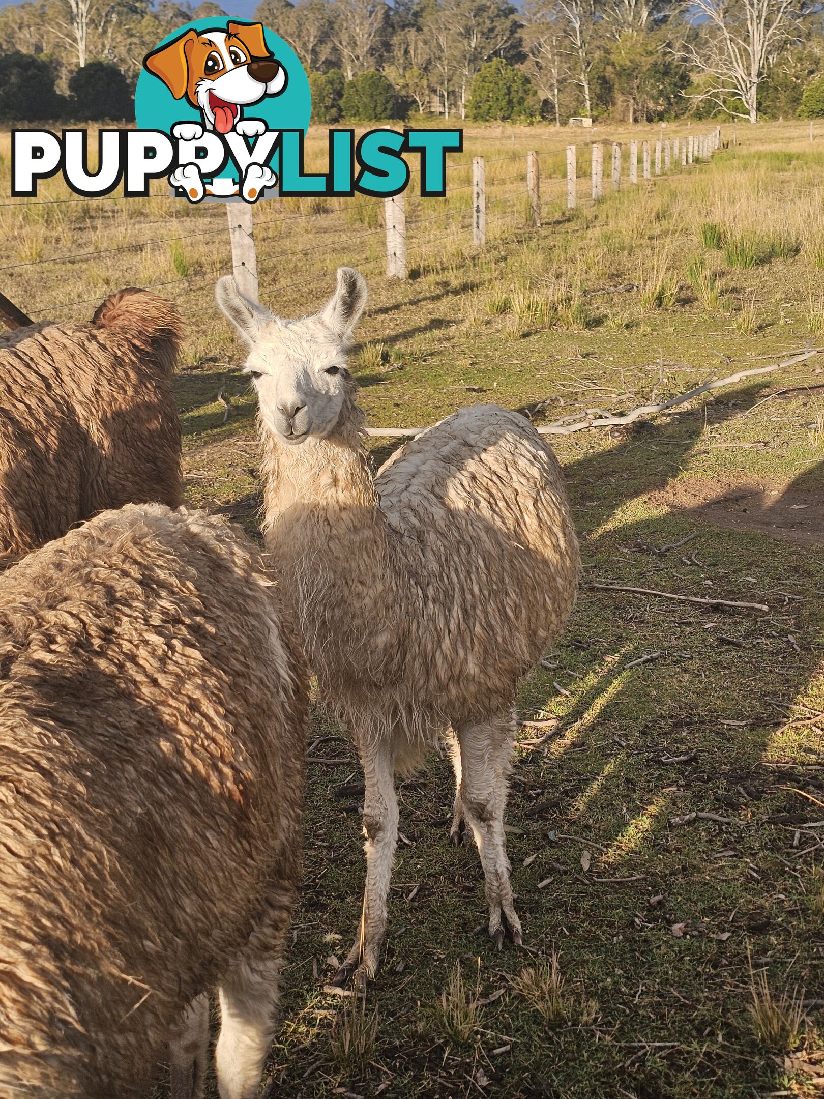 Llamas for sale