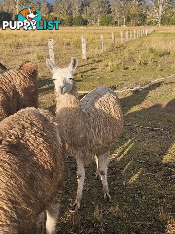 Llamas for sale