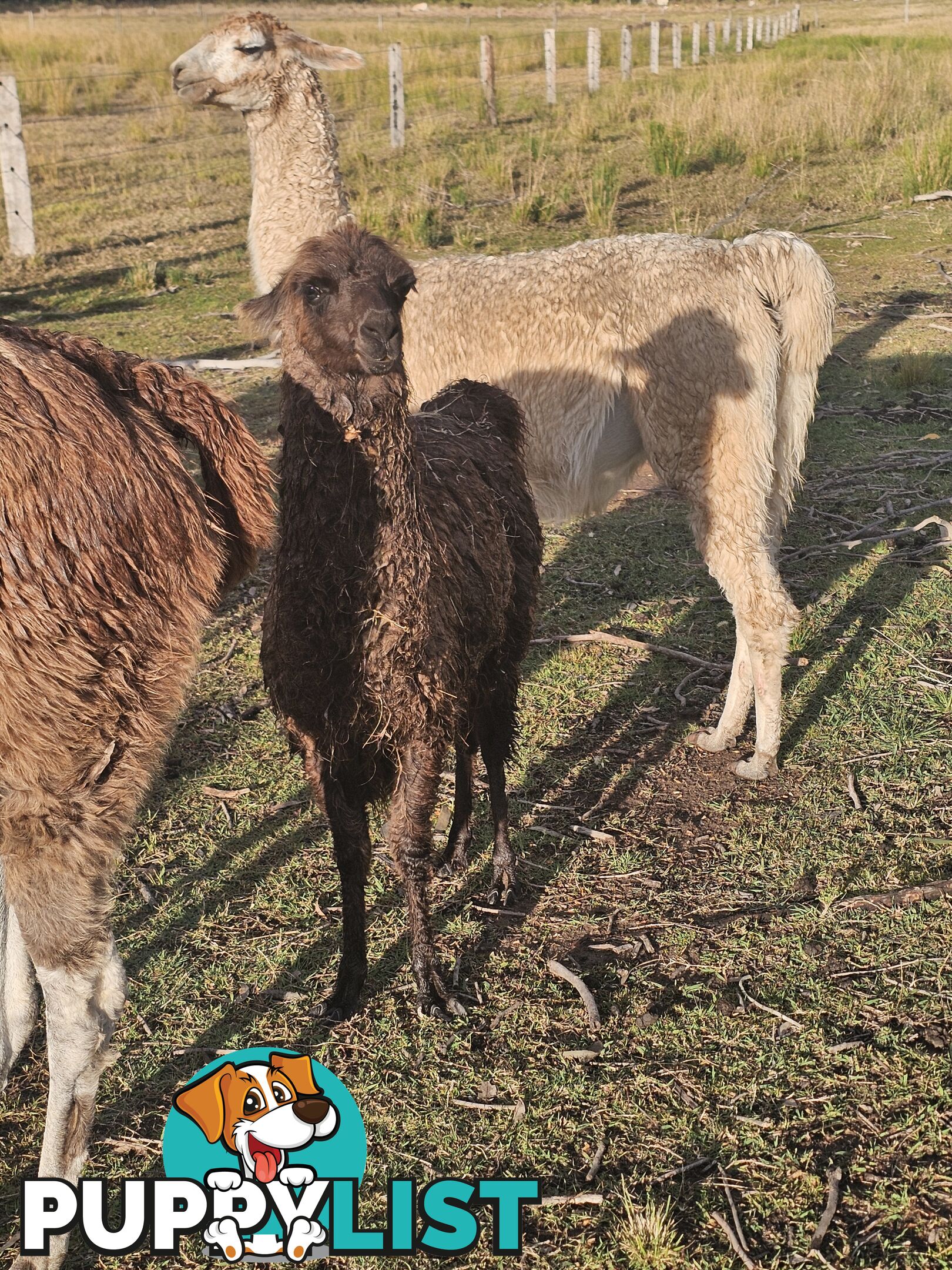 Llamas for sale