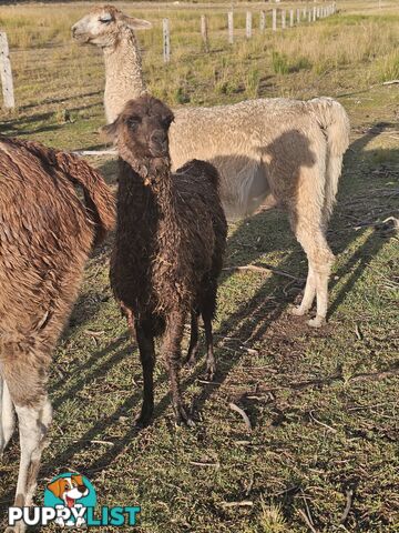 Llamas for sale