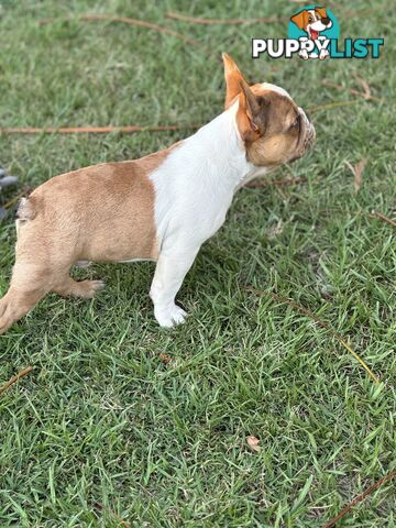 Purebred French bulldog