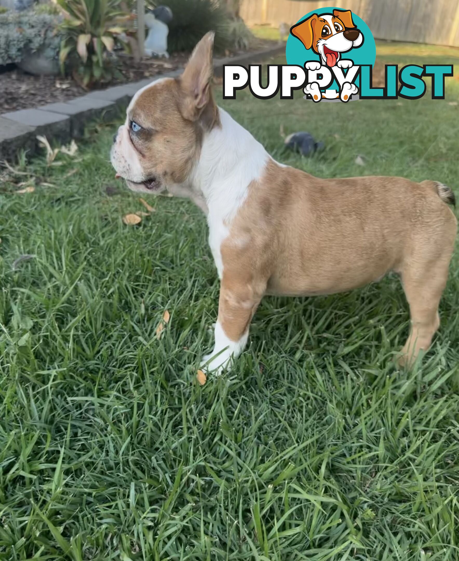 Purebred French bulldog