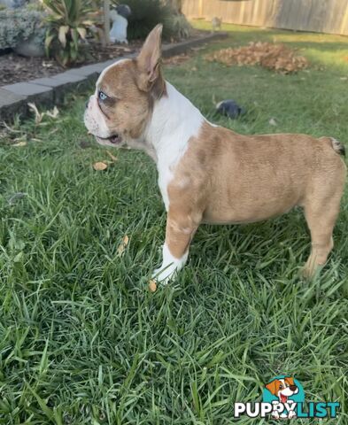 Purebred French bulldog