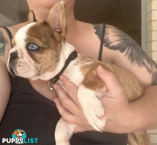 Purebred French bulldog