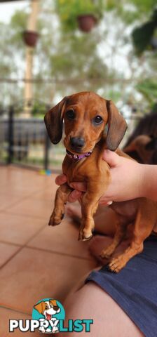 Pure-bred Dachshund puppies 1🩷1💙 ready now