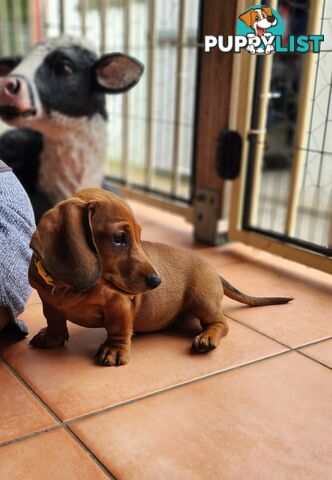 Pure-bred Dachshund puppies 1🩷1💙 ready now