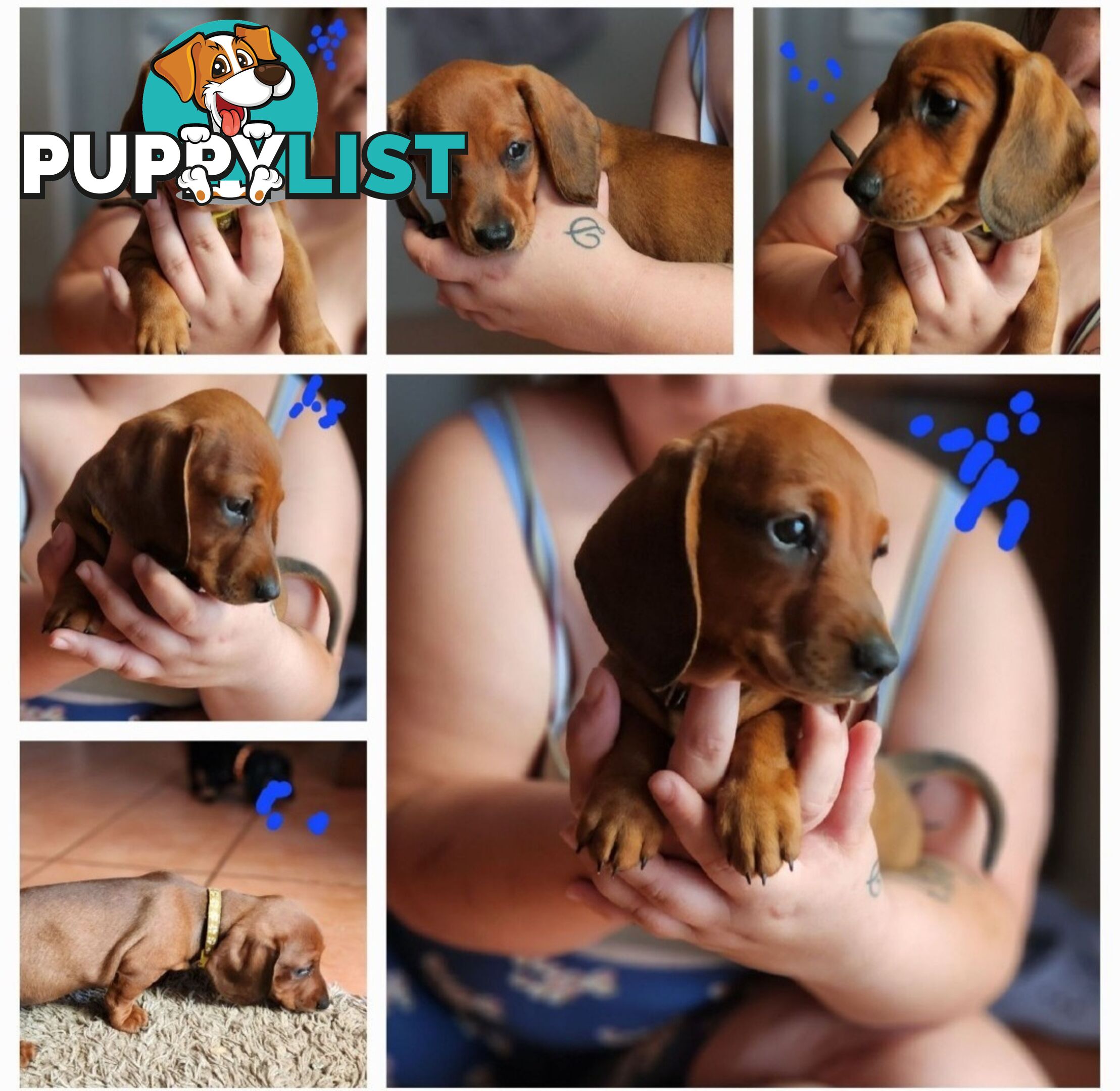 Pure-bred Dachshund puppies 1🩷1💙 ready now