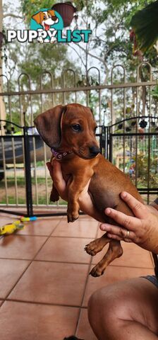 Pure-bred Dachshund puppies 1🩷1💙 ready now