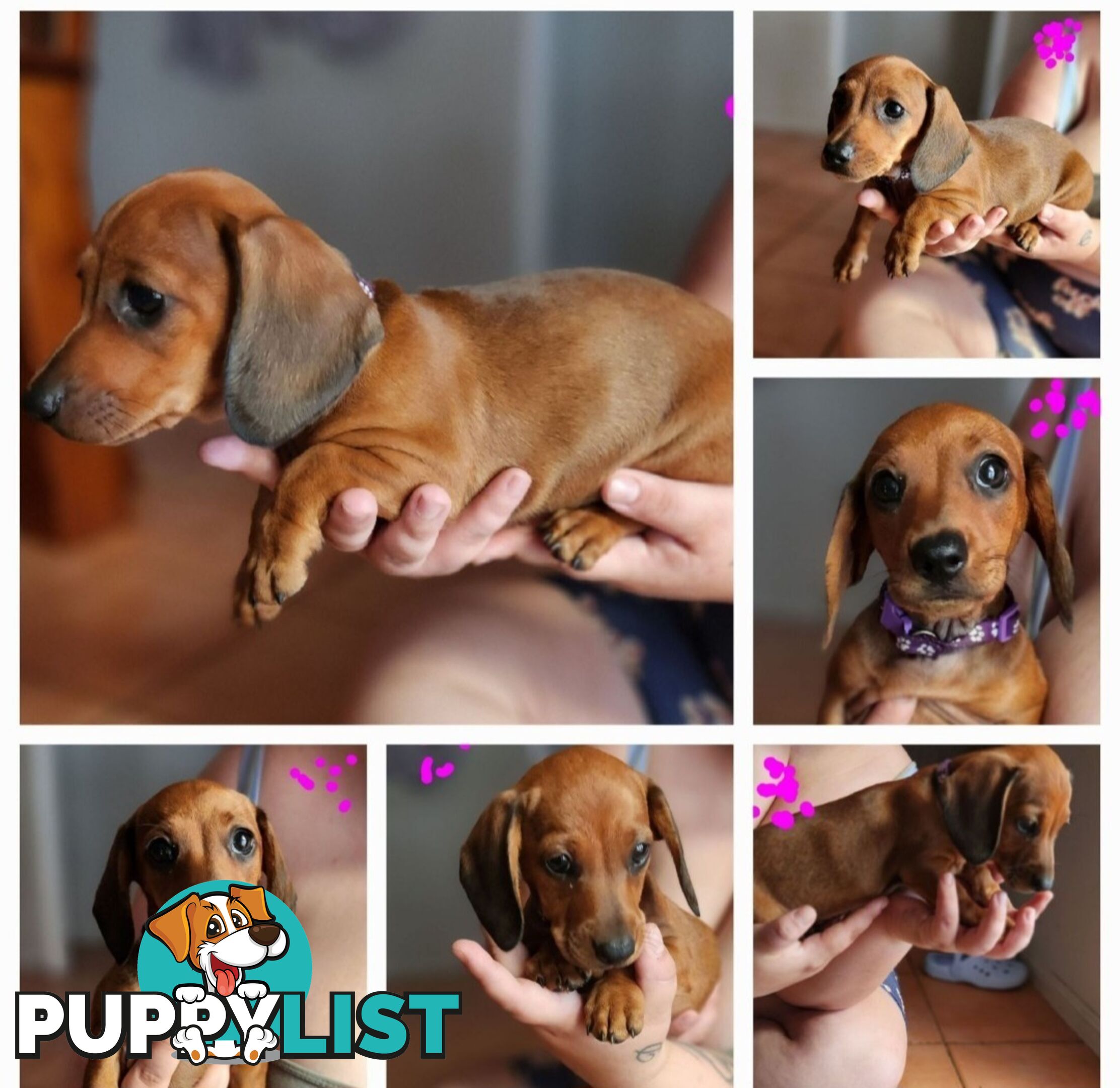 Pure-bred Dachshund puppies 1🩷1💙 ready now