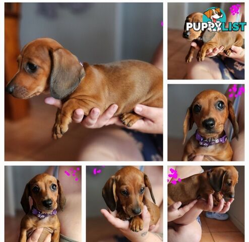 Pure-bred Dachshund puppies 1🩷1💙 ready now