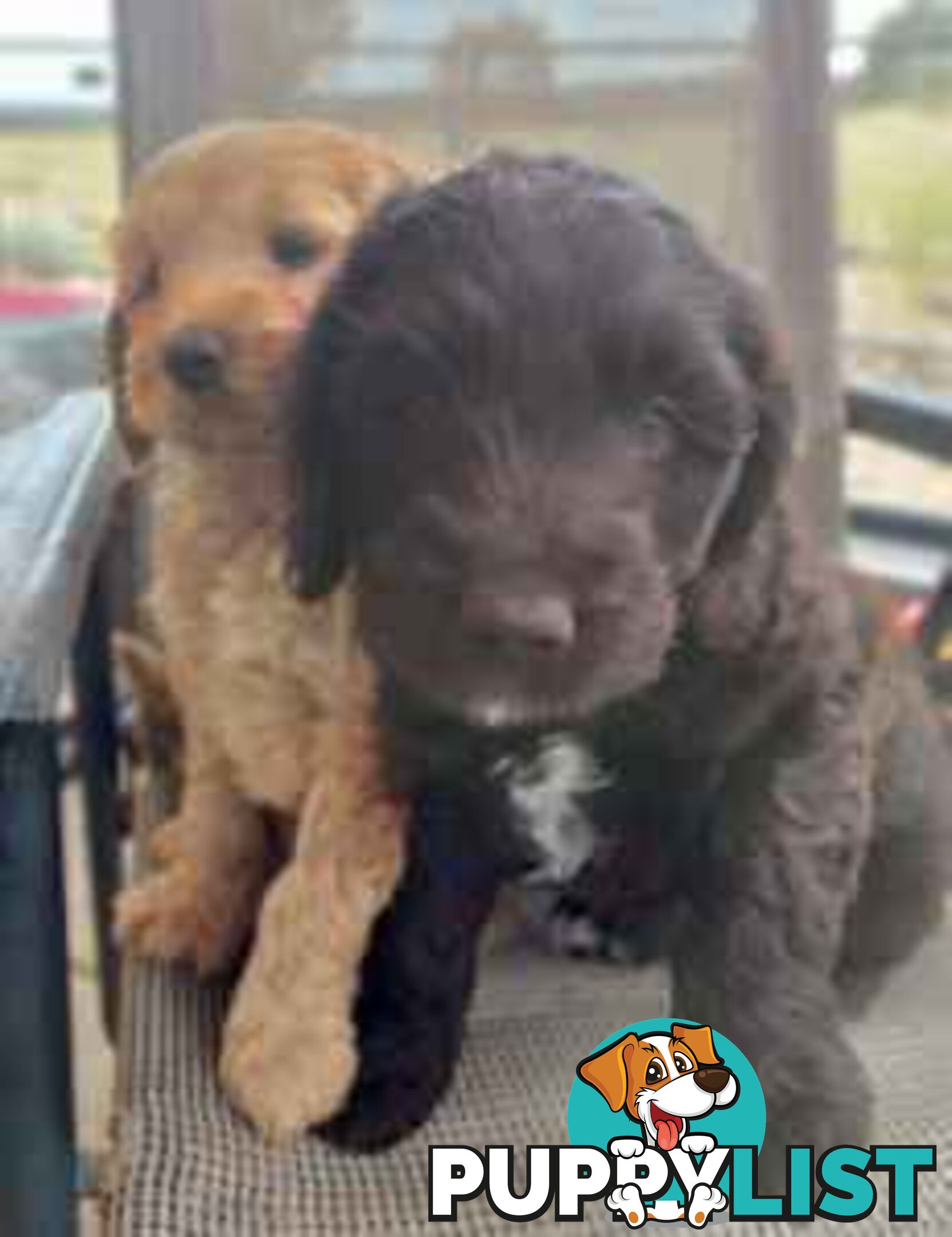 Medium Multigen Labradoodles