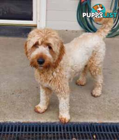 Medium Multigen Labradoodles