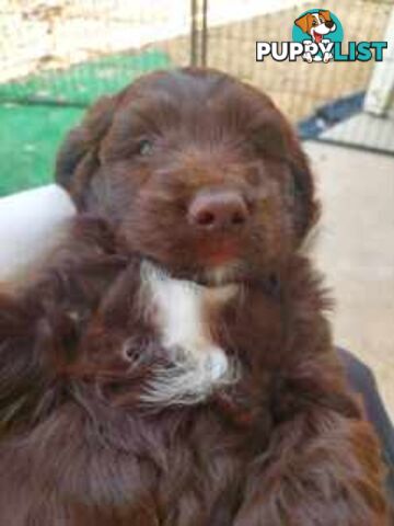 Medium Multigen Labradoodles