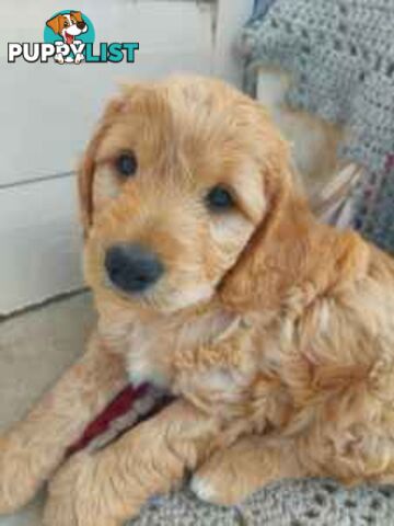 Medium Multigen Labradoodles