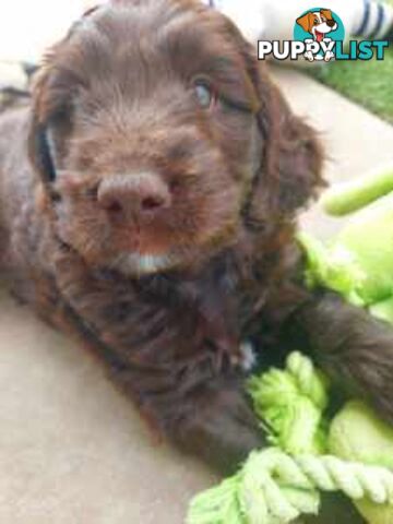 Medium Multigen Labradoodles