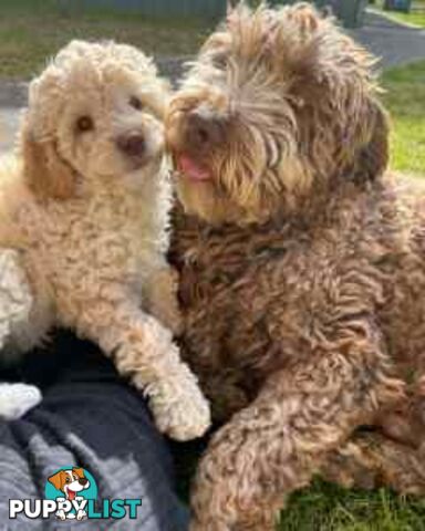 Medium Multigen Labradoodles