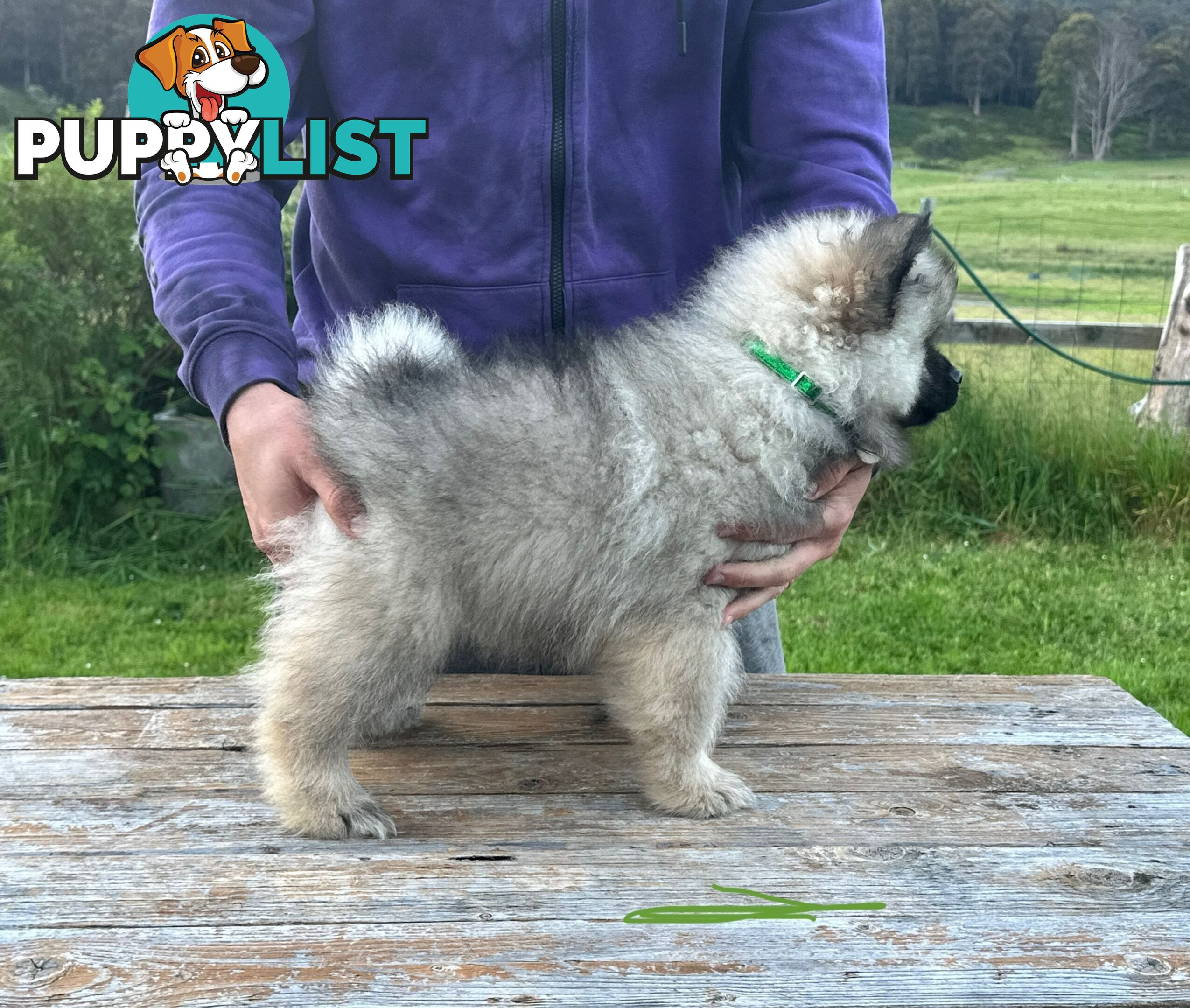 Pedigree Keeshond Puppies - Ready Now!!