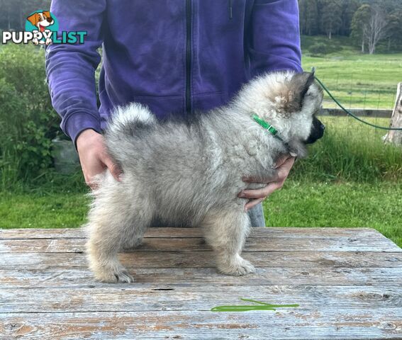 Pedigree Keeshond Puppies - Ready Now!!