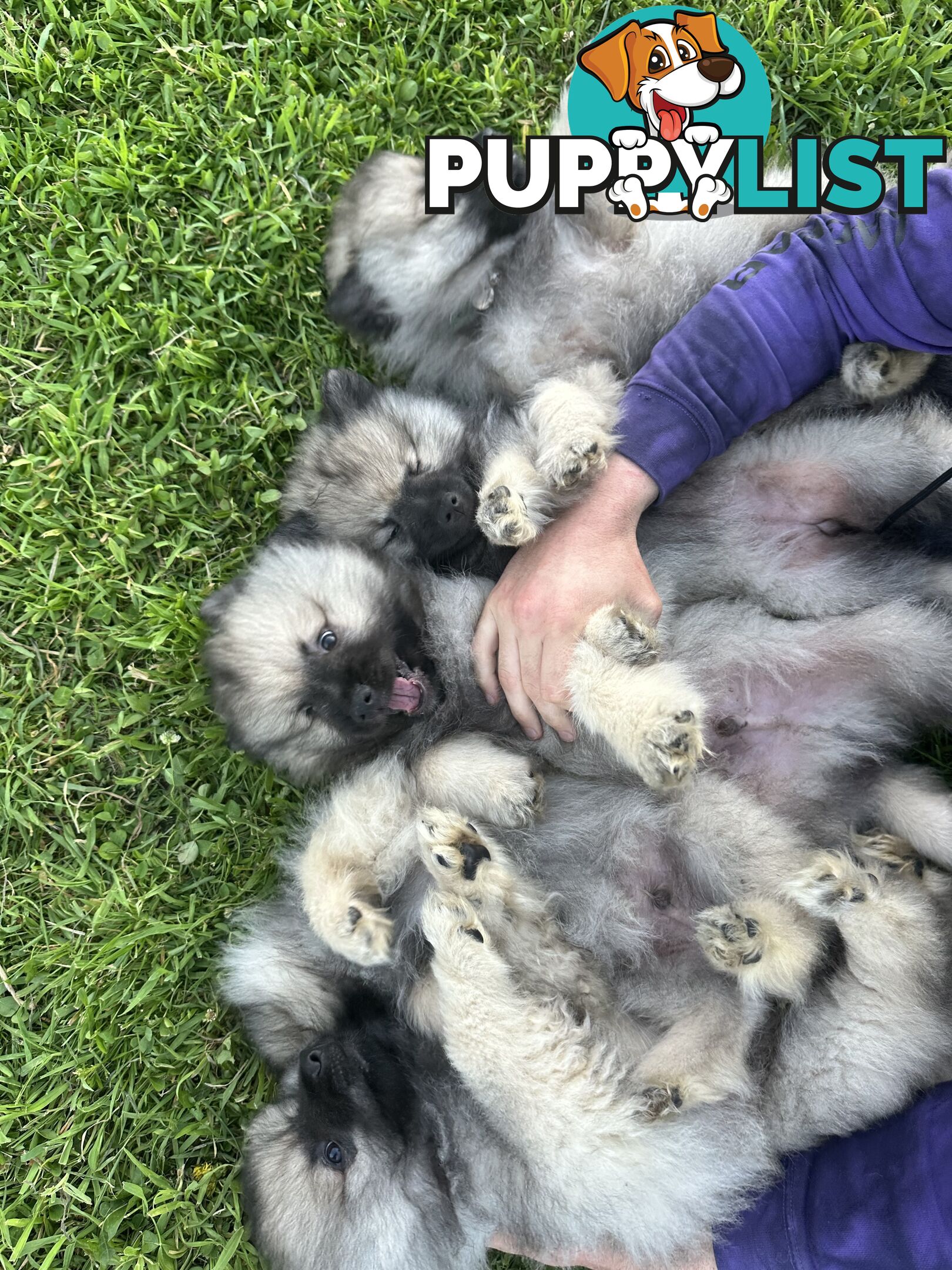 Pedigree Keeshond Puppies - Ready Now!!