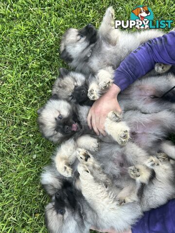 Pedigree Keeshond Puppies - Ready Now!!