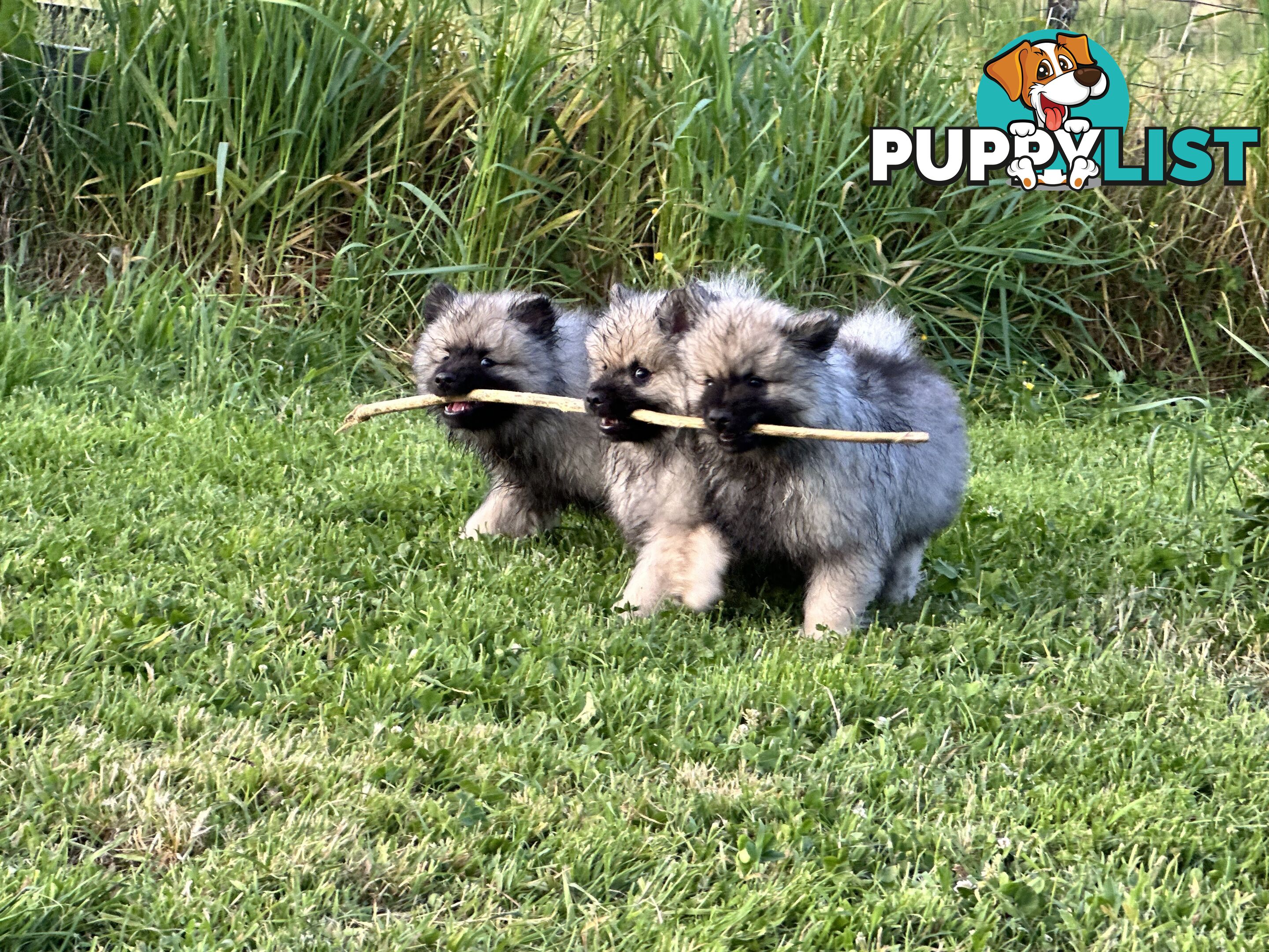 Pedigree Keeshond Puppies - Ready Now!!